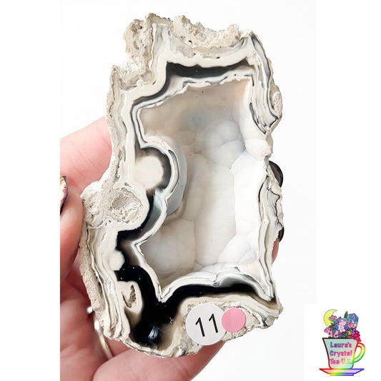 Fossilised Agatised Coral 🪸 11a Large Single Limited Edition From Florida, USA 🇺🇸 Green UV