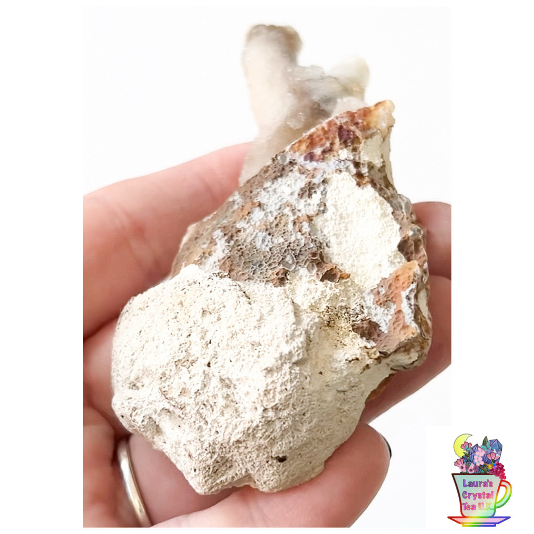 Fossilised Agatised Coral 🪸 13a Medium Single Limited Edition From Florida, USA 🇺🇸 Green UV