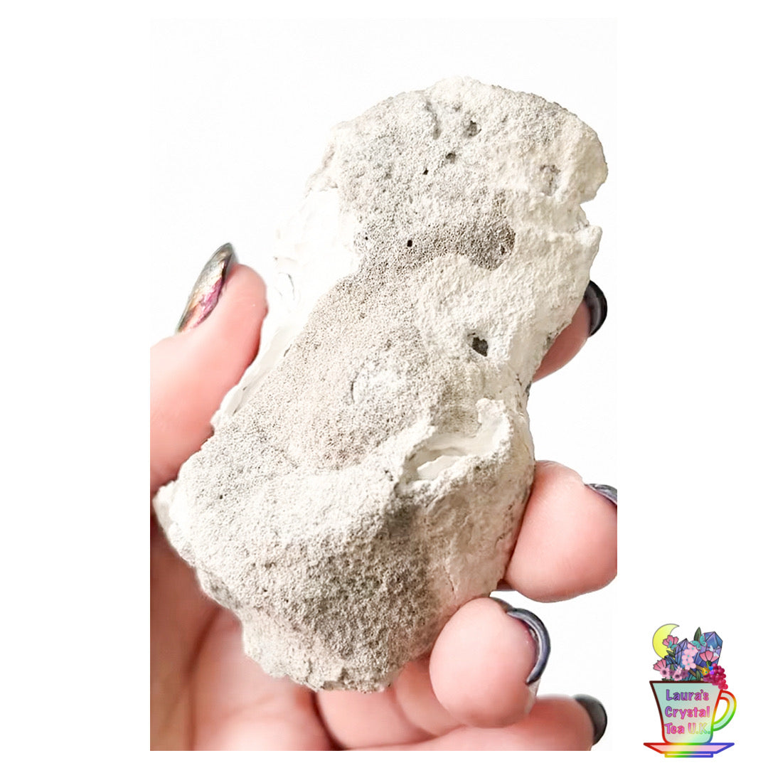 Fossilised Agatised Coral 🪸 11a Large Single Limited Edition From Florida, USA 🇺🇸 Green UV
