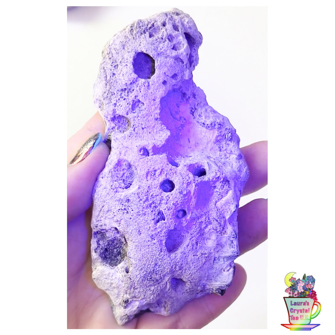 Fossilised Agatised Coral 🪸 10a Large Single Limited Edition From Florida, USA 🇺🇸 Green UV