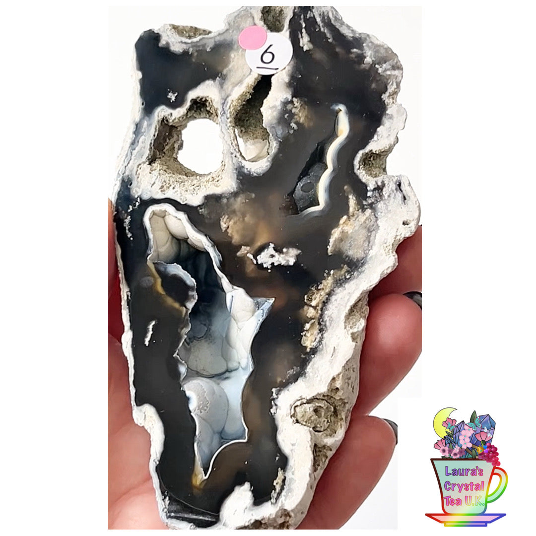 Fossilised Agatised Coral 🪸 6a Large Single Limited Edition From Florida, USA 🇺🇸 Green UV