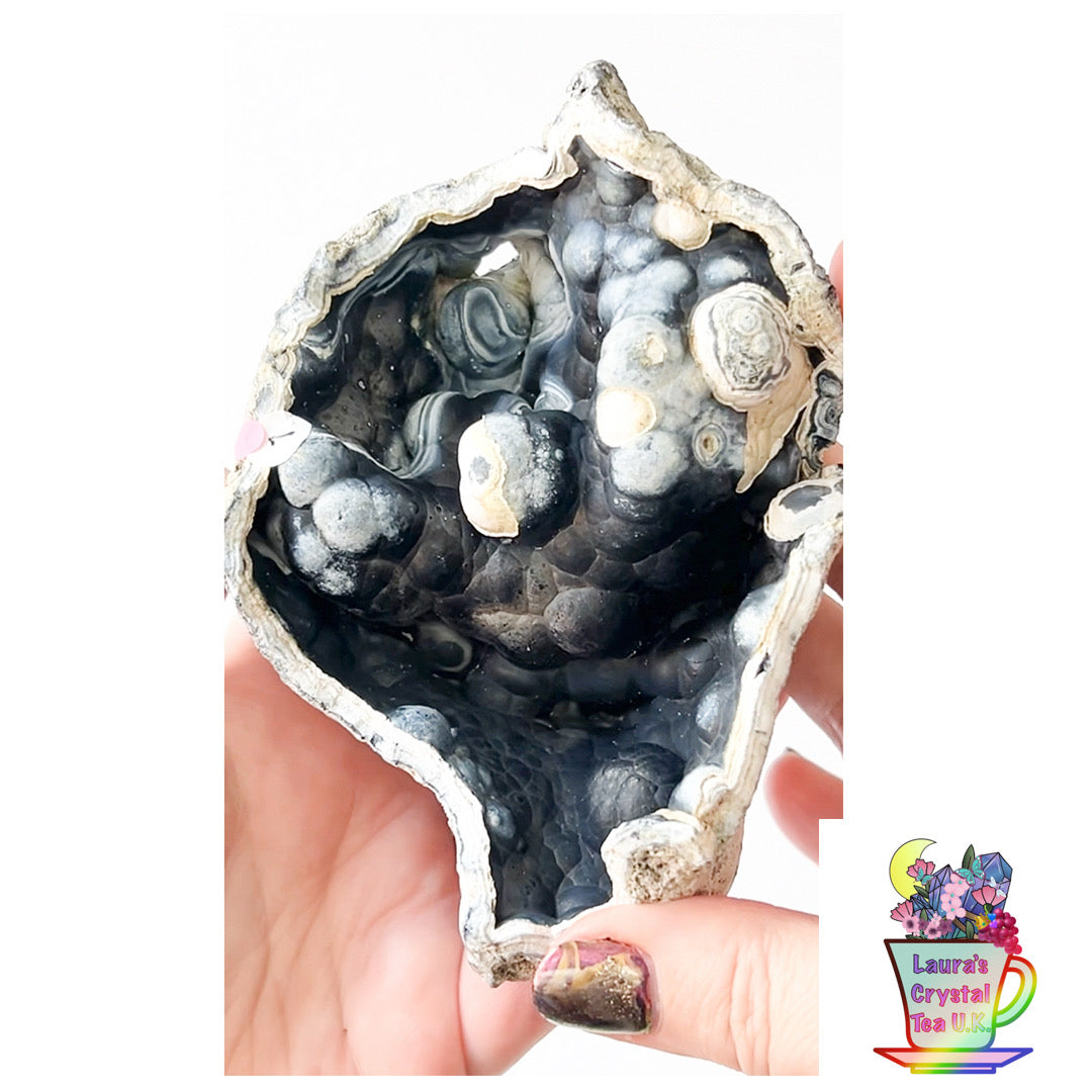 Fossilised Agatised Coral🪸 1a XL Single Limited Edition From Florida, USA 🇺🇸 Green UV