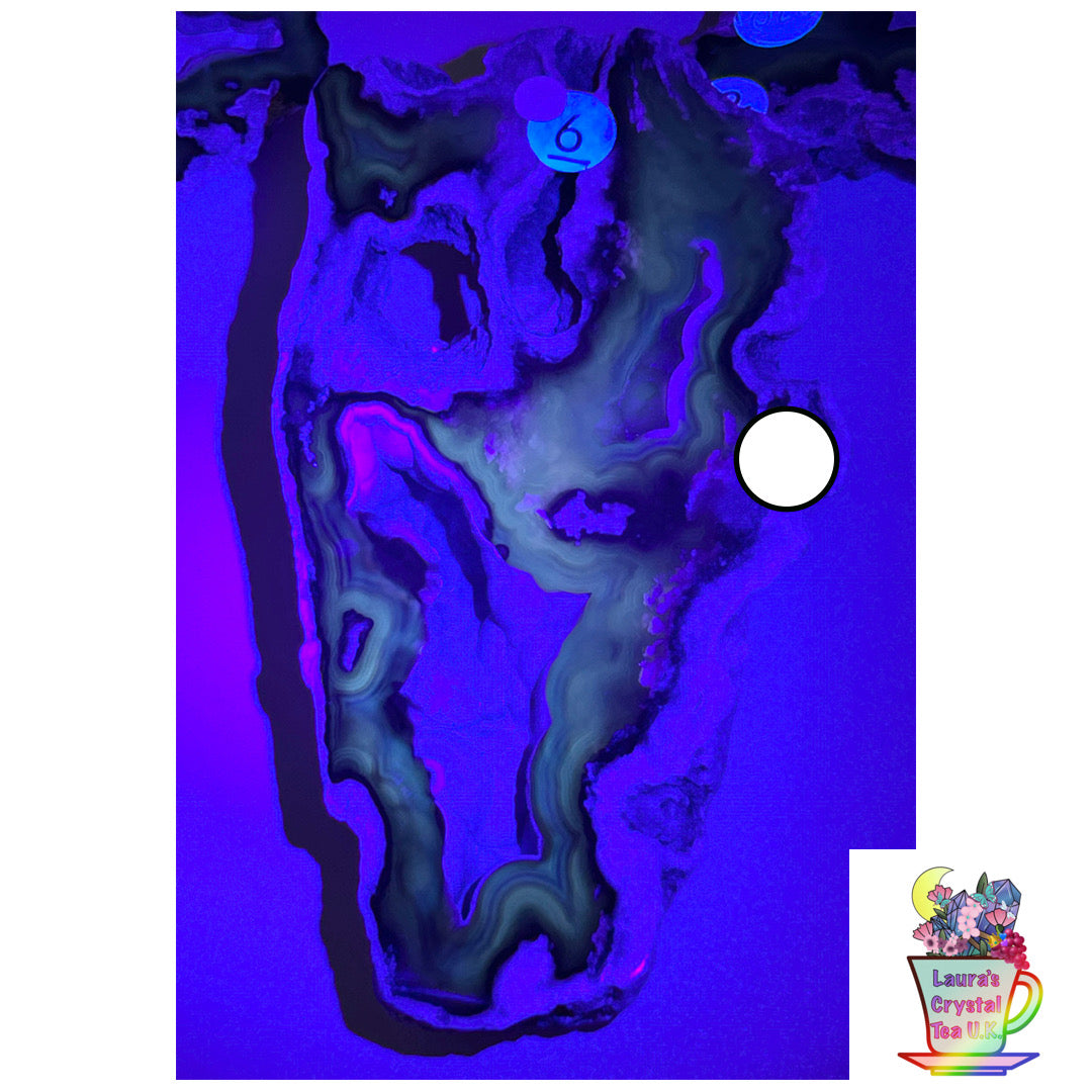 Fossilised Agatised Coral 🪸 6a Large Single Limited Edition From Florida, USA 🇺🇸 Green UV