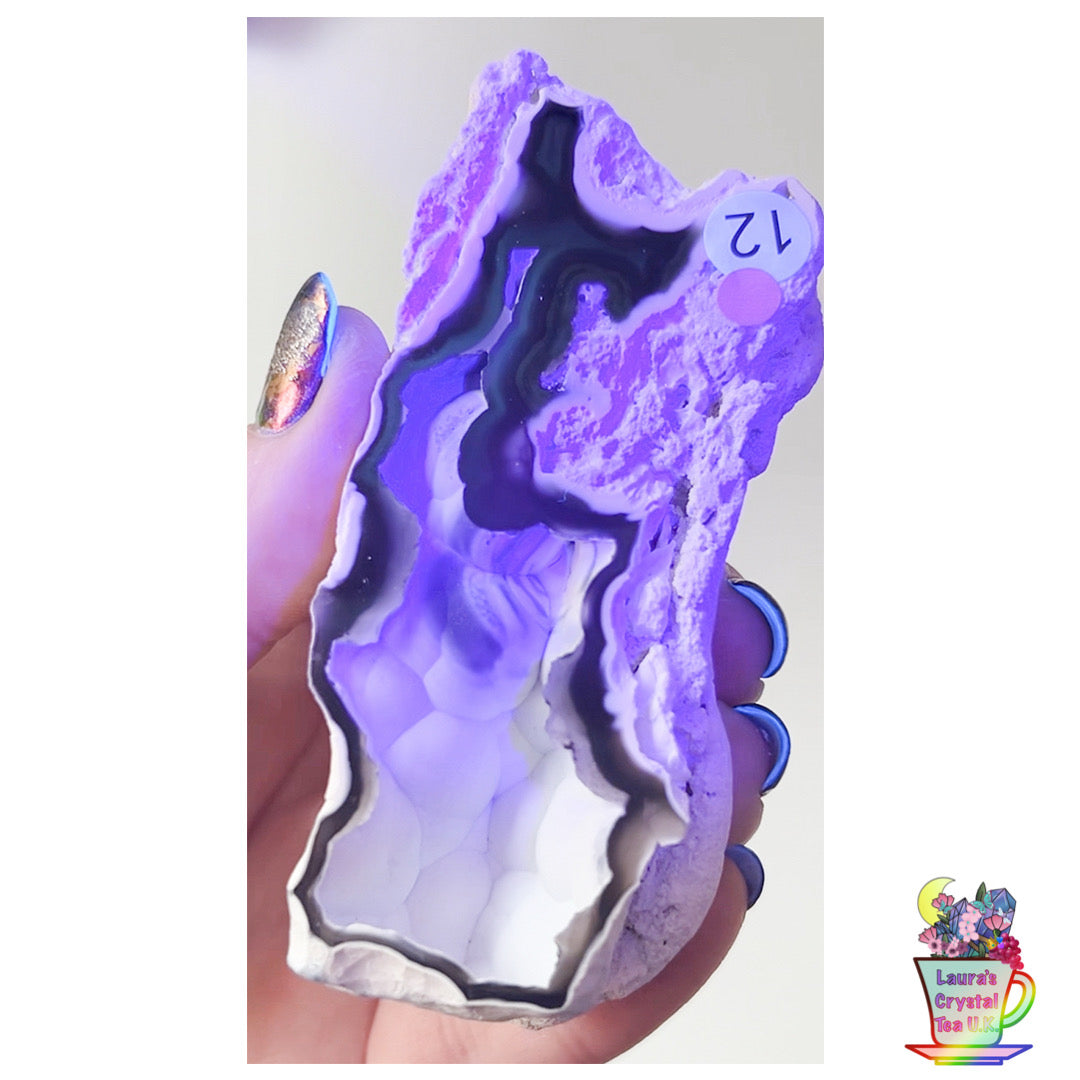 Fossilised Agatised Coral 🪸 12a Large Single Limited Edition From Florida, USA 🇺🇸 Green UV
