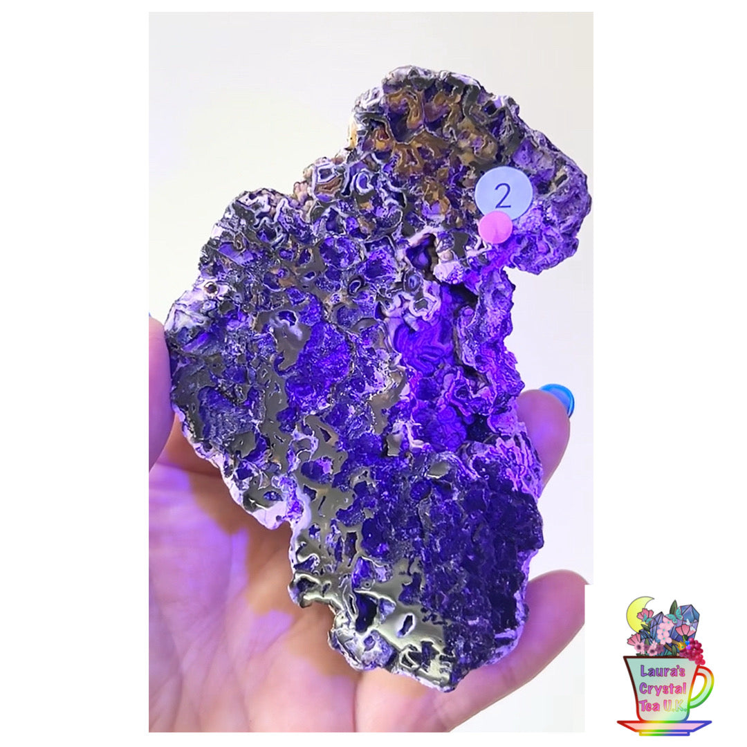 Fossilised Agatised Coral🪸 2a Large Single Limited Edition From Florida, USA 🇺🇸 Green UV