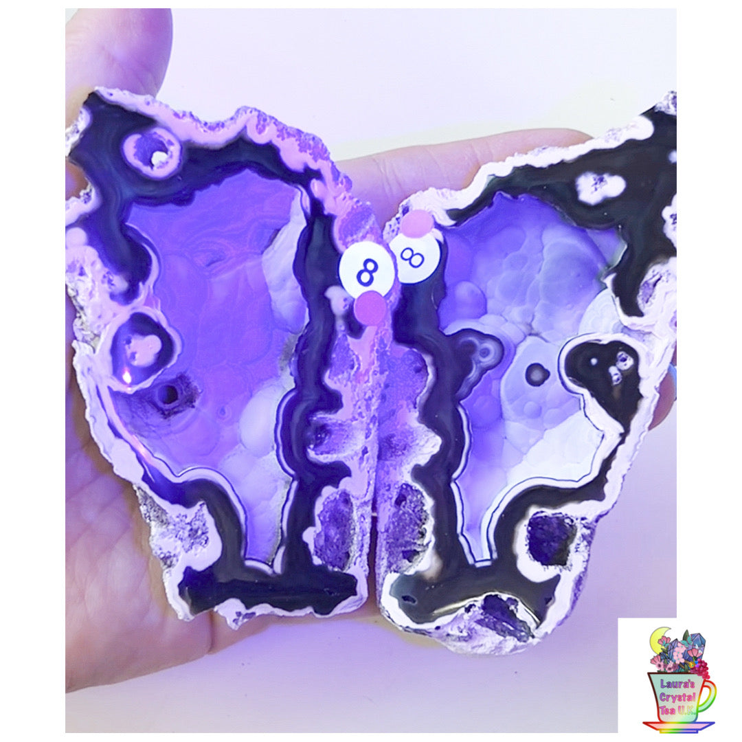 Fossilised Agatised Coral 🪸 8a Large Pair Limited Edition From Florida, USA 🇺🇸 Green UV