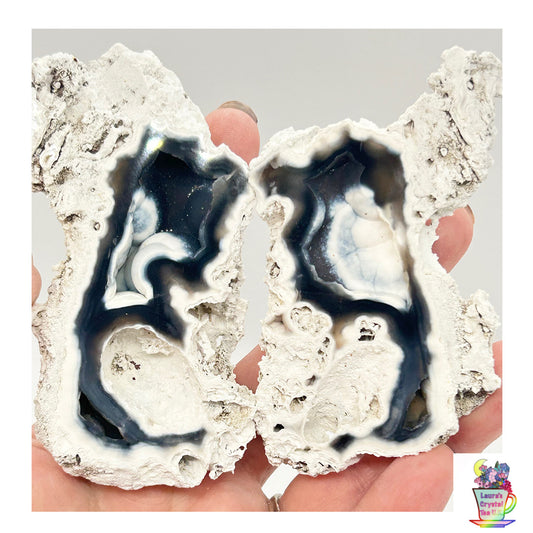 Fossilised Coral 🪸 Double #10 Limited Edition From Florida, USA 🇺🇸