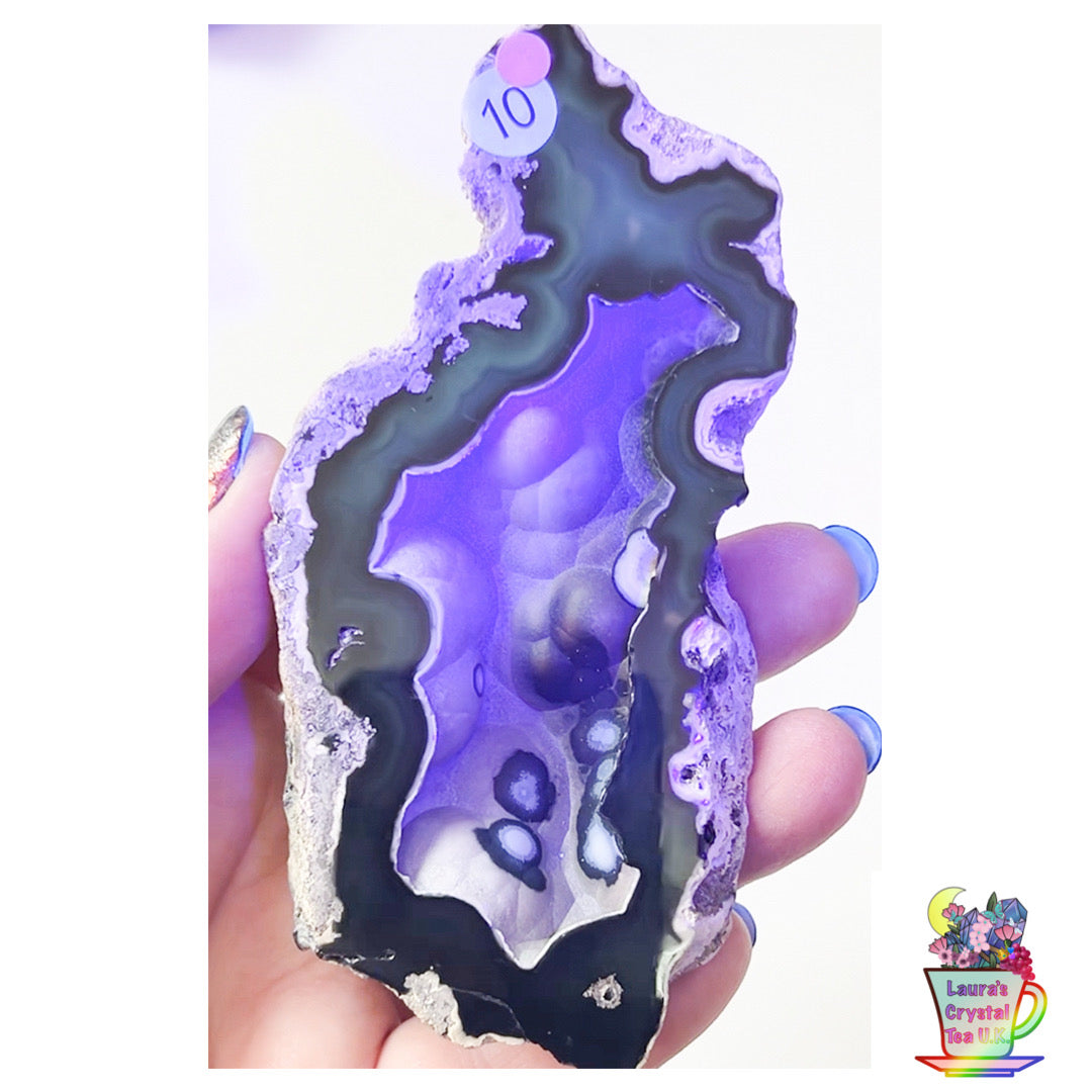 Fossilised Agatised Coral 🪸 10a Large Single Limited Edition From Florida, USA 🇺🇸 Green UV