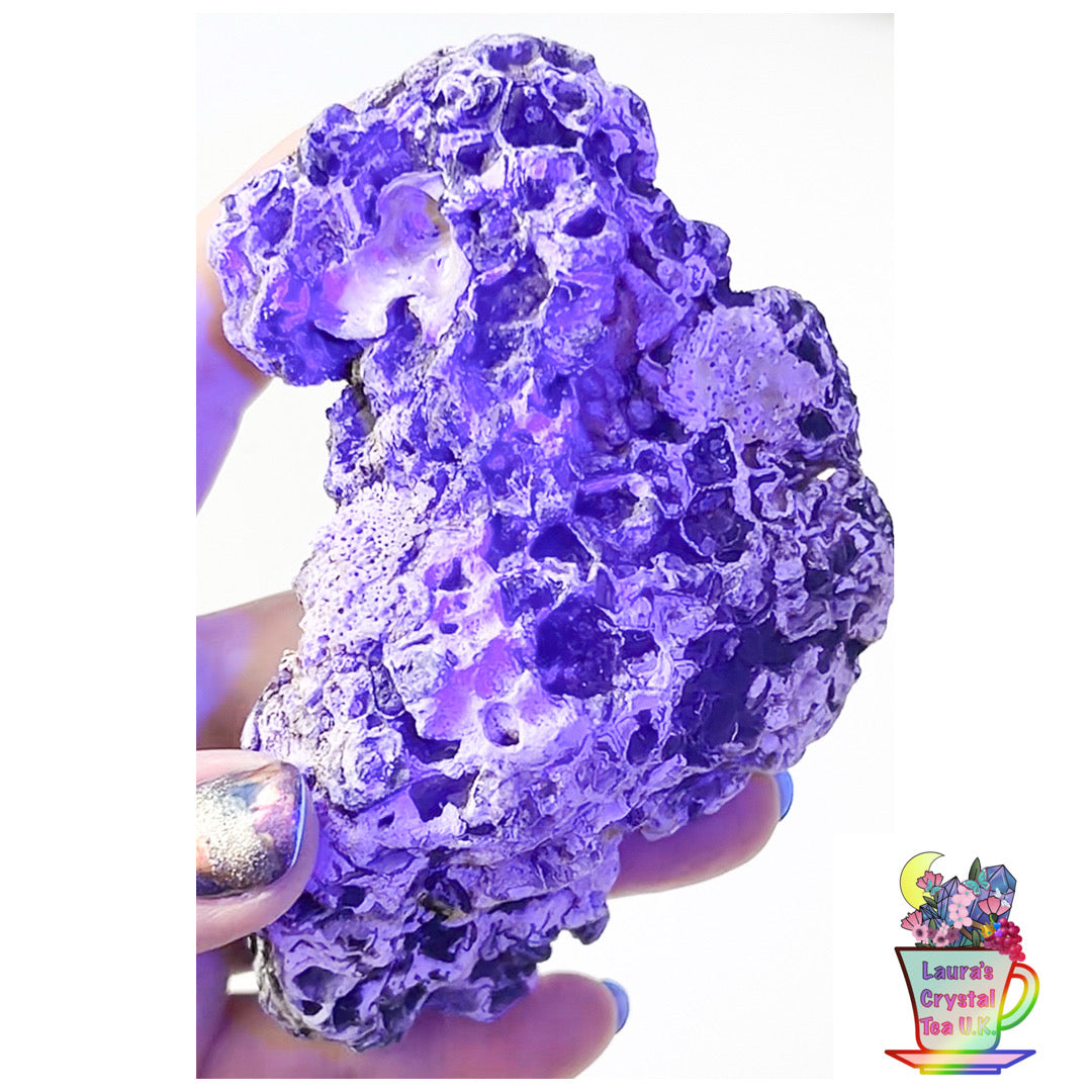 Fossilised Agatised Coral🪸 2a Large Single Limited Edition From Florida, USA 🇺🇸 Green UV