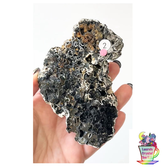 Fossilised Agatised Coral🪸 2a Large Single Limited Edition From Florida, USA 🇺🇸 Green UV