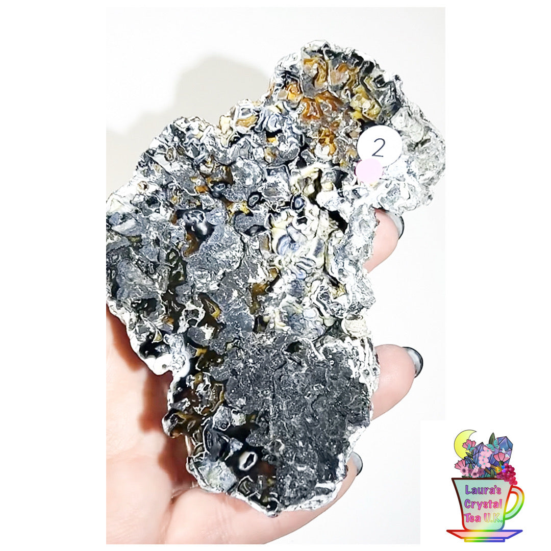 Fossilised Agatised Coral🪸 2a Large Single Limited Edition From Florida, USA 🇺🇸 Green UV