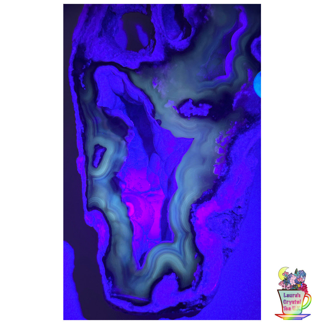 Fossilised Agatised Coral 🪸 6a Large Single Limited Edition From Florida, USA 🇺🇸 Green UV