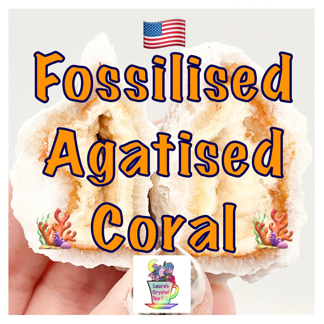 Fossilised Agatised Coral 🪸 6a Large Single Limited Edition From Florida, USA 🇺🇸 Green UV