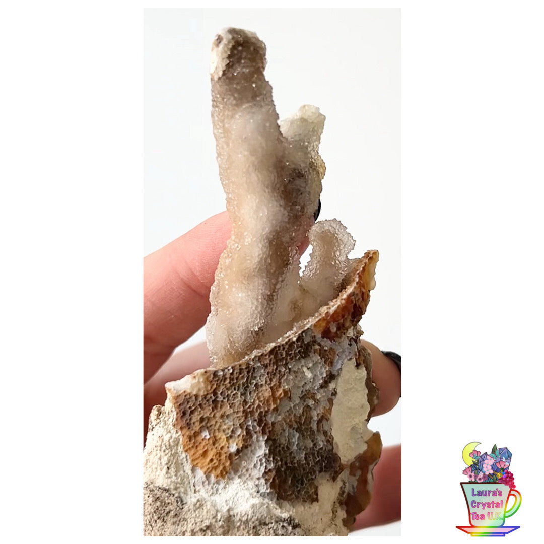 Fossilised Agatised Coral 🪸 13a Medium Single Limited Edition From Florida, USA 🇺🇸 Green UV
