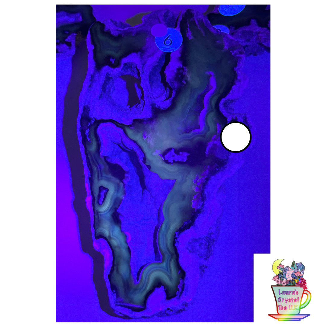 Fossilised Agatised Coral 🪸 6a Large Single Limited Edition From Florida, USA 🇺🇸 Green UV