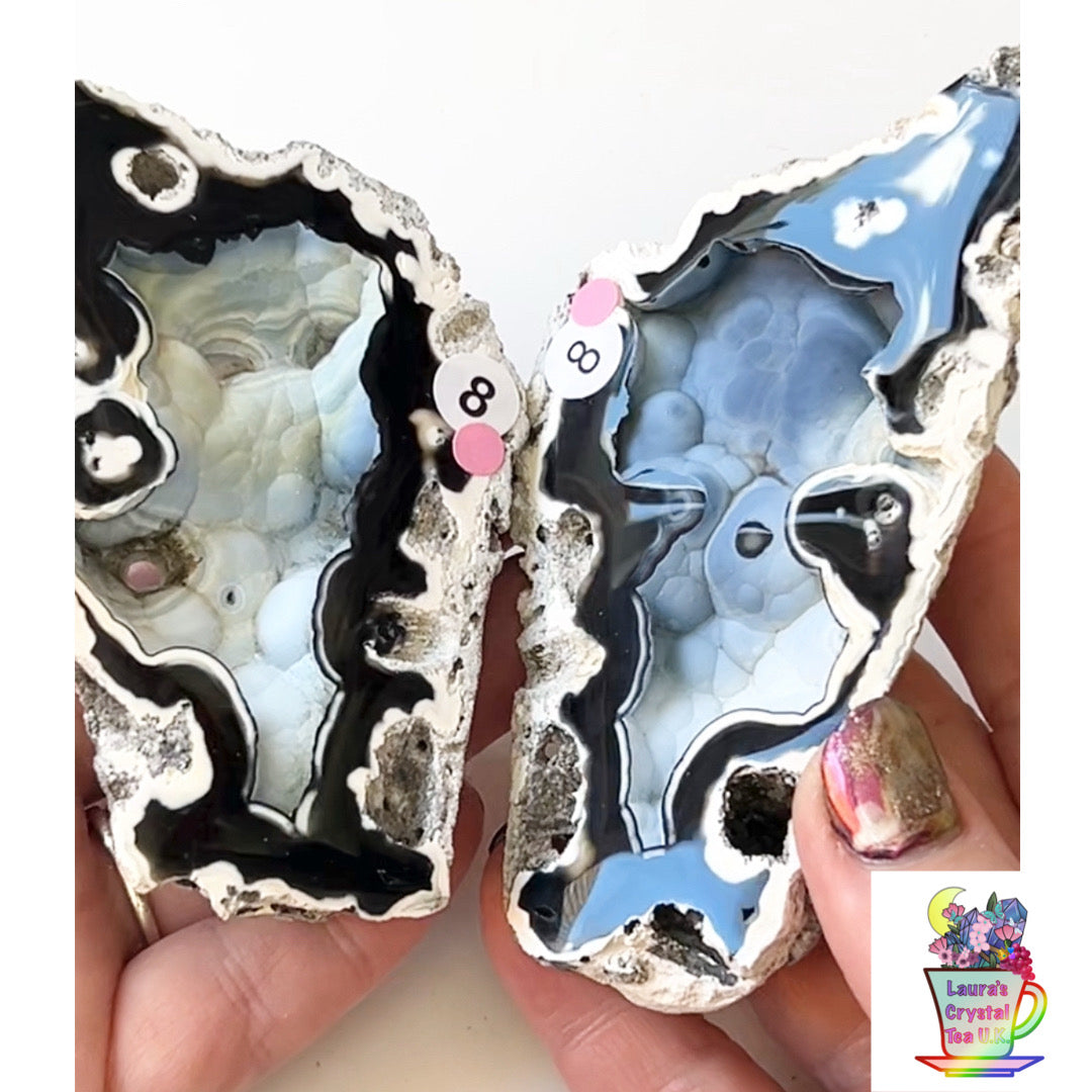 Fossilised Agatised Coral 🪸 8a Large Pair Limited Edition From Florida, USA 🇺🇸 Green UV