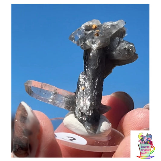 Black Vera Cruz from Piedra Parada, Veracruz, Mexico 🇲🇽 #3 - Small