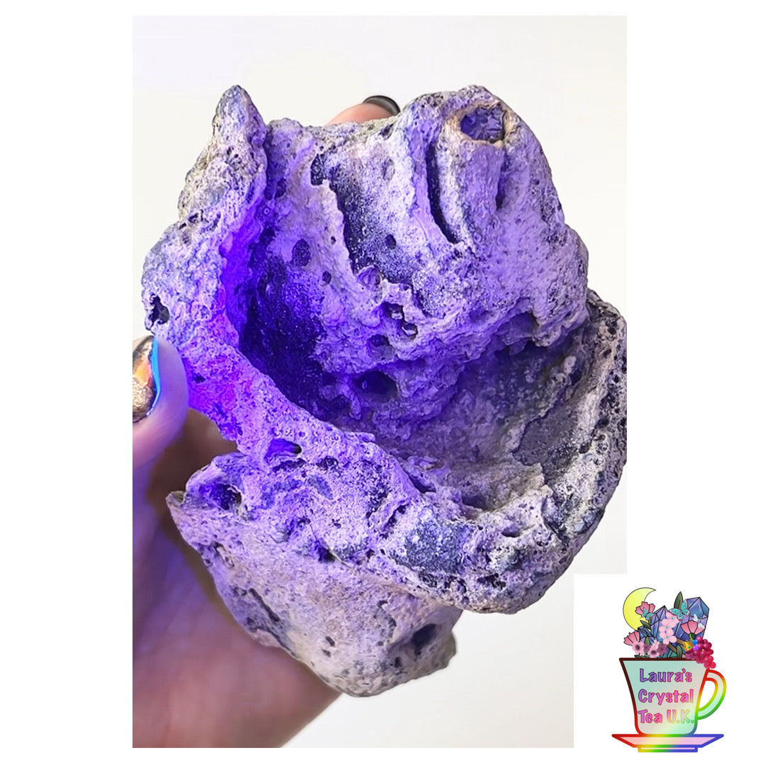 Fossilised Agatised Coral🪸 1a XL Single Limited Edition From Florida, USA 🇺🇸 Green UV
