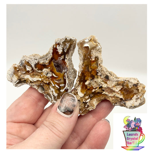 Fossilised Coral 🪸 Double #7 .Limited Edition From Florida, USA 🇺🇸