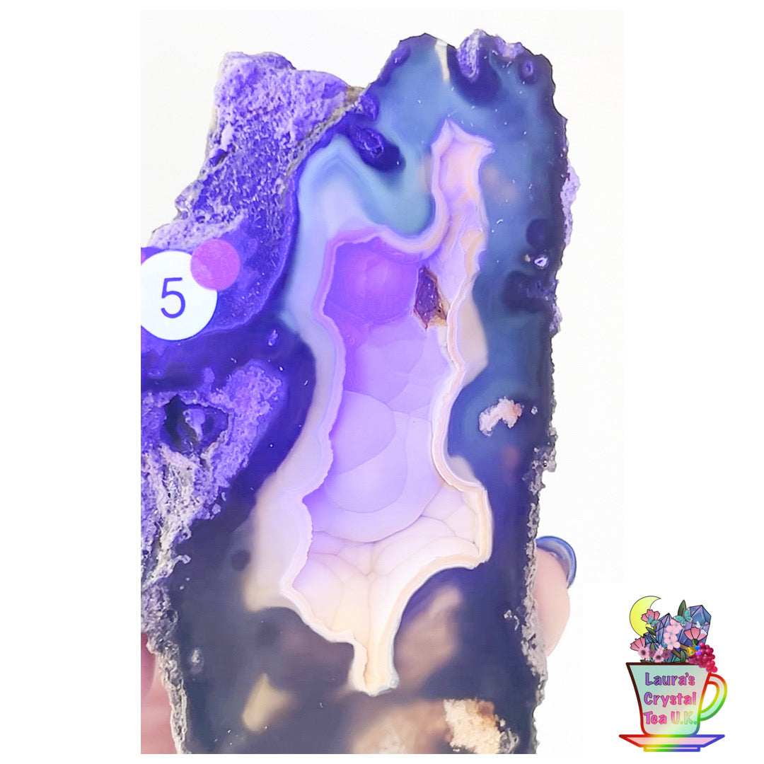 Fossilised Agatised Coral 🪸 5a Large Single Limited Edition From Florida, USA 🇺🇸 Green UV