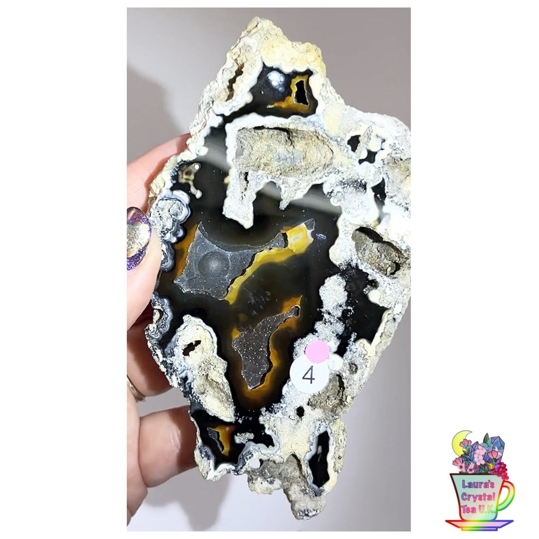 Fossilised Agatised Coral 🪸 4a Large Single Limited Edition From Florida, USA 🇺🇸 Green UV