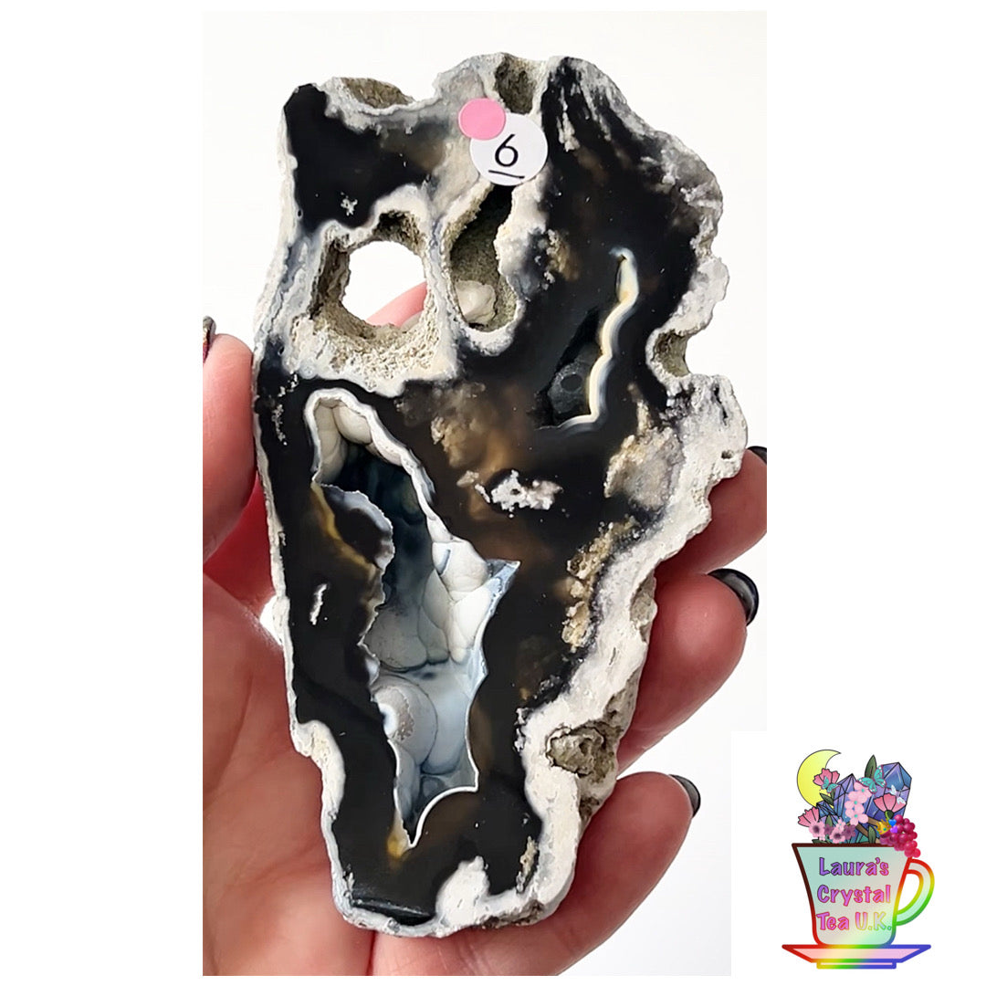 Fossilised Agatised Coral 🪸 6a Large Single Limited Edition From Florida, USA 🇺🇸 Green UV