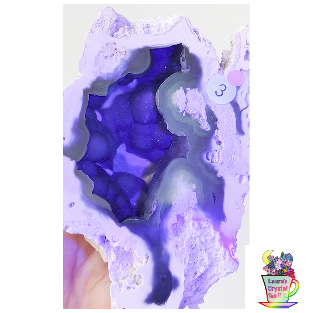 Fossilised Agatised Coral🪸 3a Large Single Limited Edition From Florida, USA 🇺🇸 Green UV