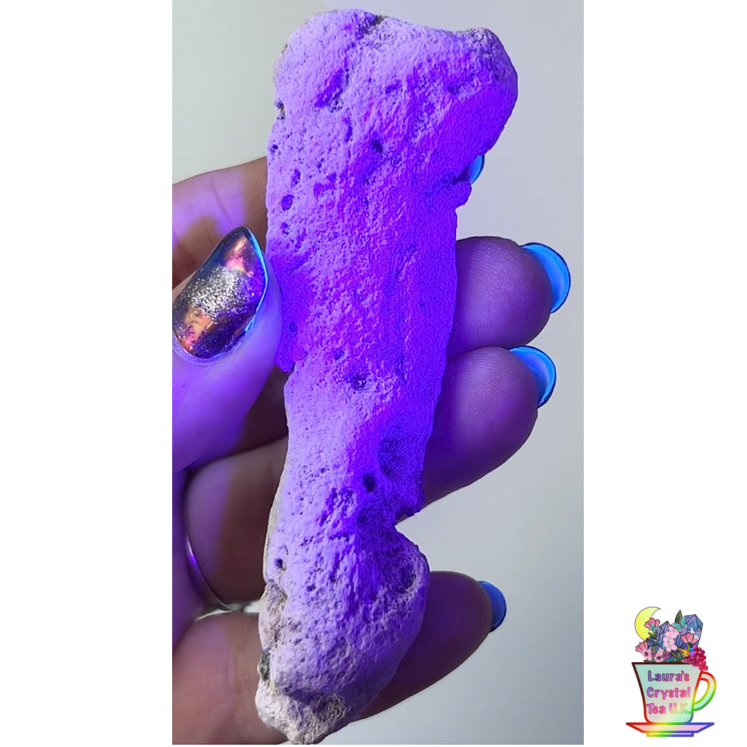 Fossilised Agatised Coral 🪸 15a Small Single Limited Edition From Florida, USA 🇺🇸 Green UV