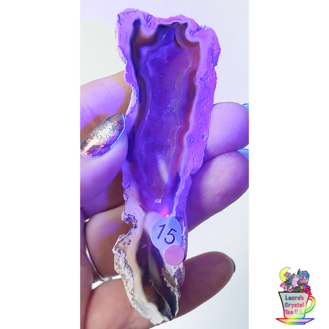 Fossilised Agatised Coral 🪸 15a Small Single Limited Edition From Florida, USA 🇺🇸 Green UV
