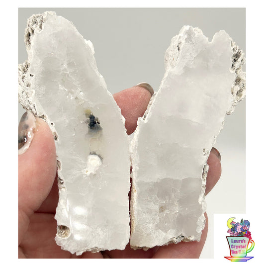 Fossilised Coral 🪸 Double #14 Limited Edition From Florida, USA 🇺🇸