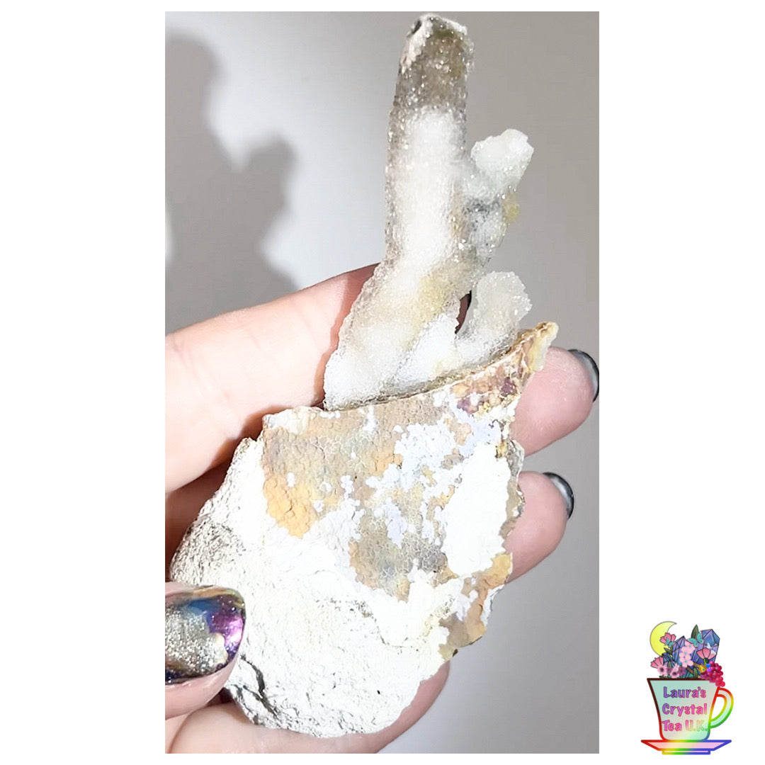 Fossilised Agatised Coral 🪸 13a Medium Single Limited Edition From Florida, USA 🇺🇸 Green UV
