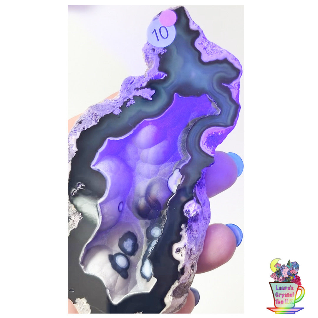 Fossilised Agatised Coral 🪸 10a Large Single Limited Edition From Florida, USA 🇺🇸 Green UV