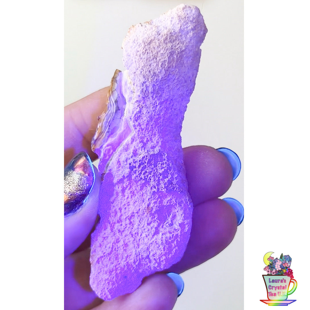 Fossilised Agatised Coral 🪸 16a Small Single Limited Edition From Florida, USA 🇺🇸 Green UV