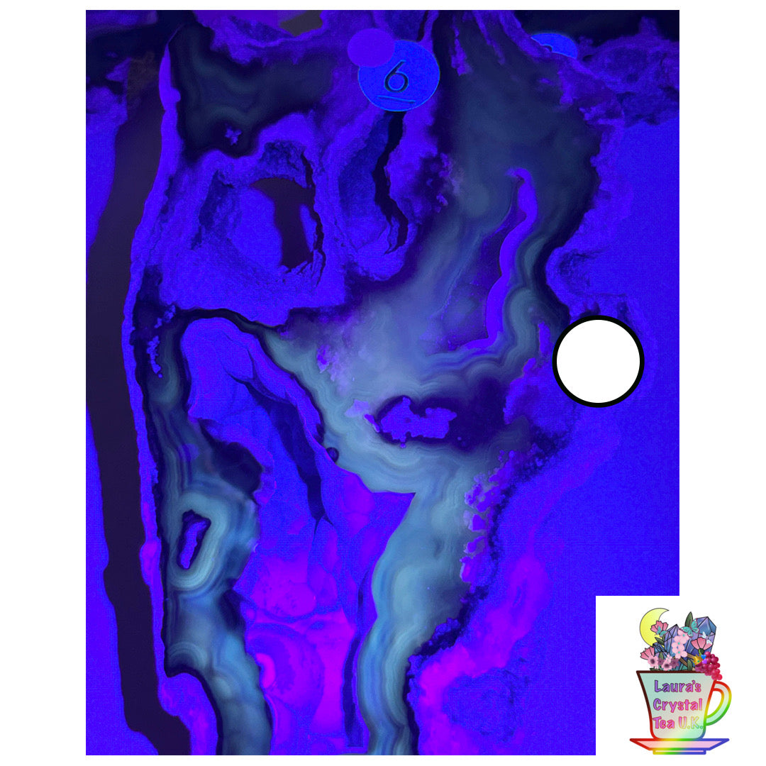 Fossilised Agatised Coral 🪸 6a Large Single Limited Edition From Florida, USA 🇺🇸 Green UV
