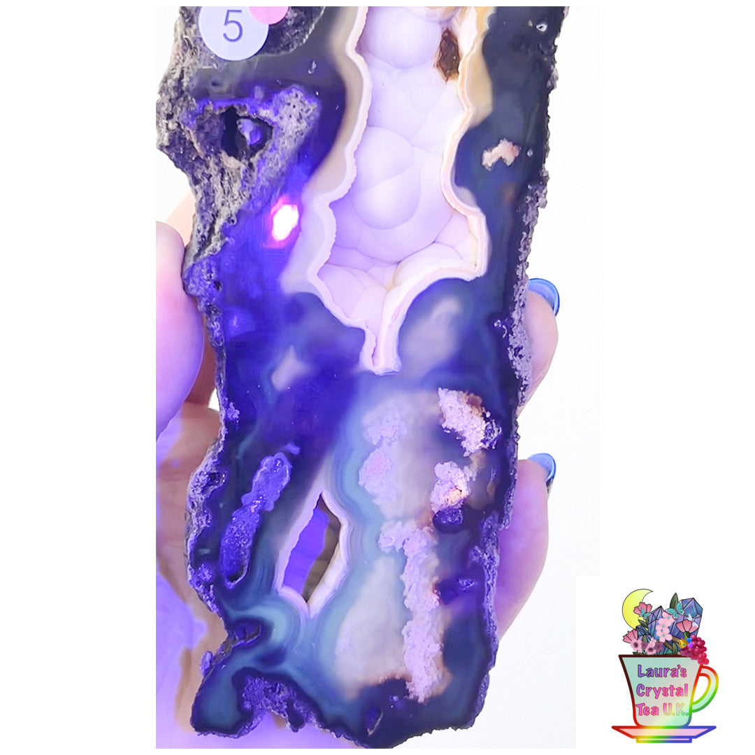 Fossilised Agatised Coral 🪸 5a Large Single Limited Edition From Florida, USA 🇺🇸 Green UV