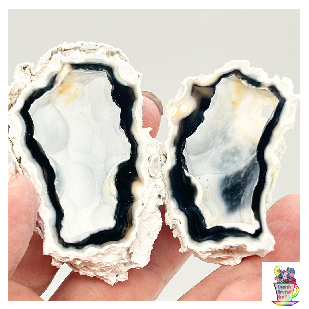 Fossilised Coral 🪸 Double #4 Limited Edition From Florida, USA 🇺🇸