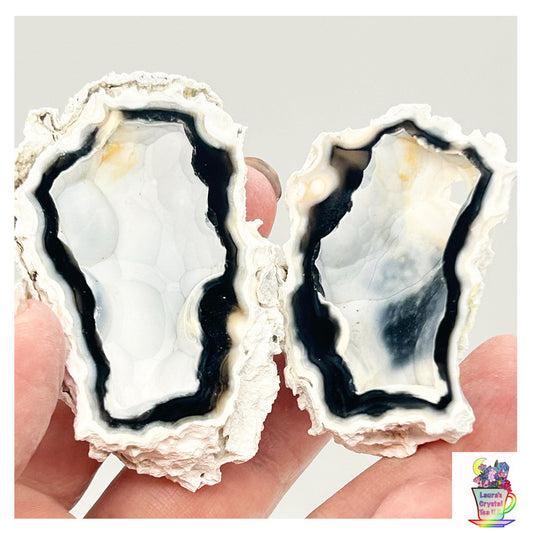 Fossilised Coral 🪸 Double #4 Limited Edition From Florida, USA 🇺🇸