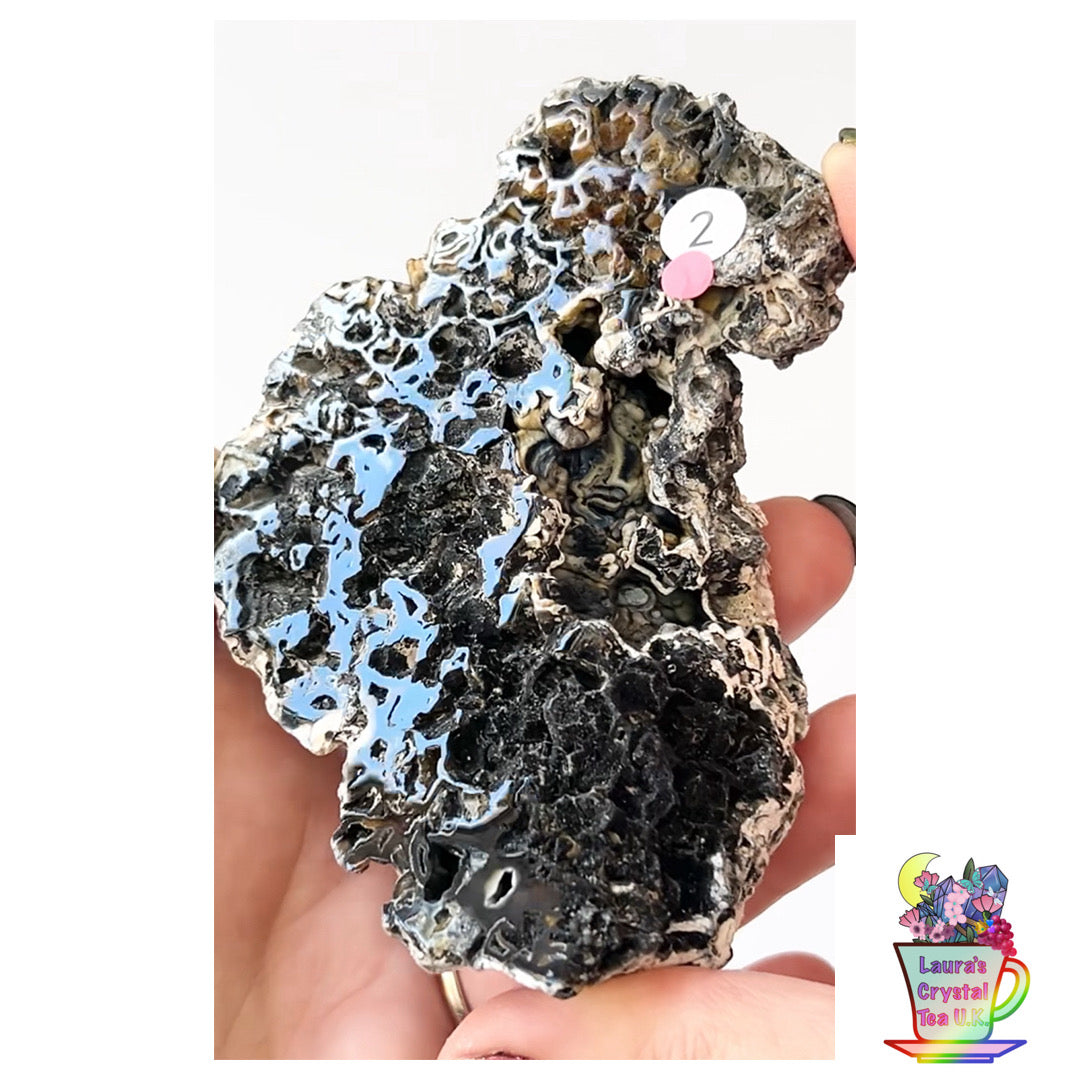 Fossilised Agatised Coral🪸 2a Large Single Limited Edition From Florida, USA 🇺🇸 Green UV