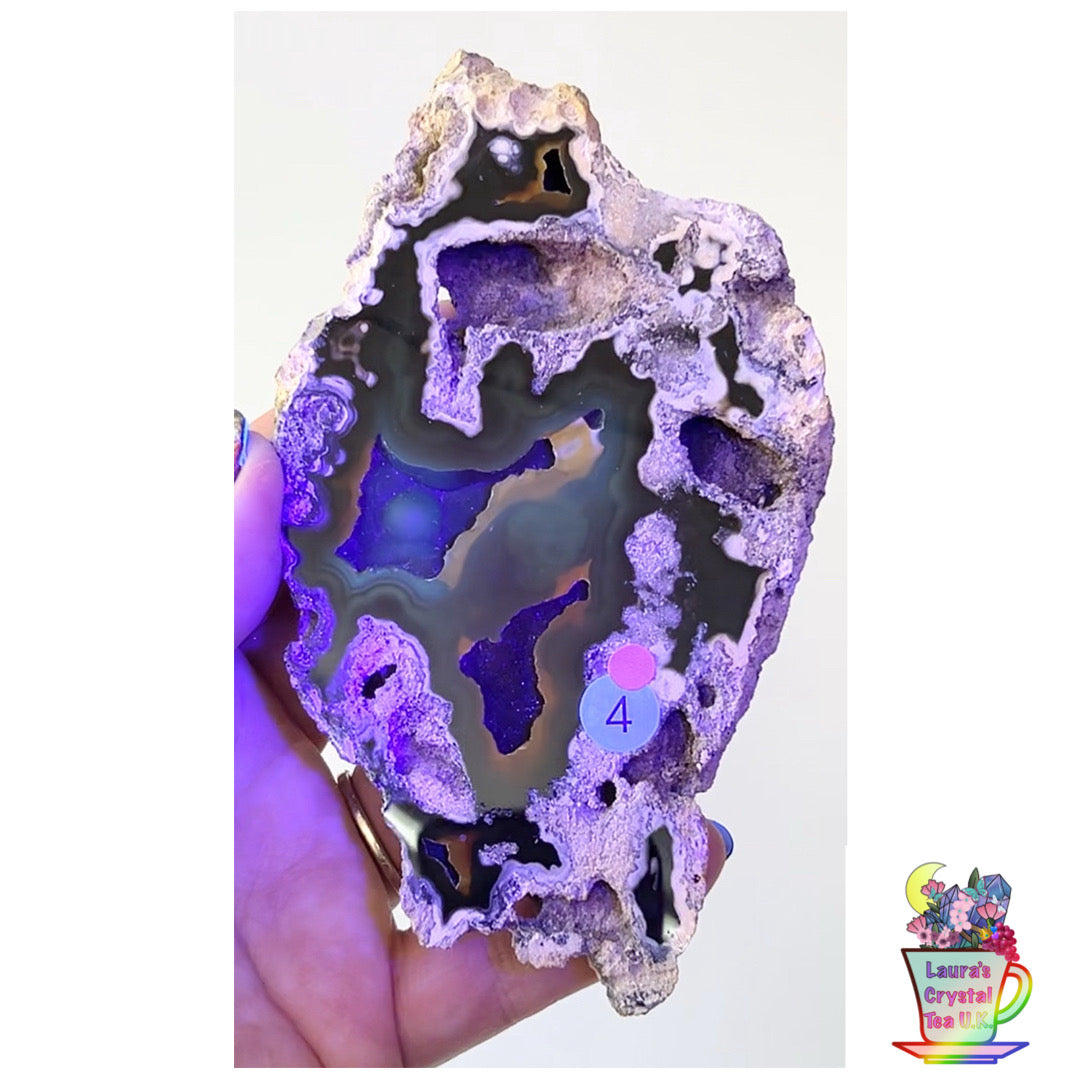 Fossilised Agatised Coral 🪸 4a Large Single Limited Edition From Florida, USA 🇺🇸 Green UV
