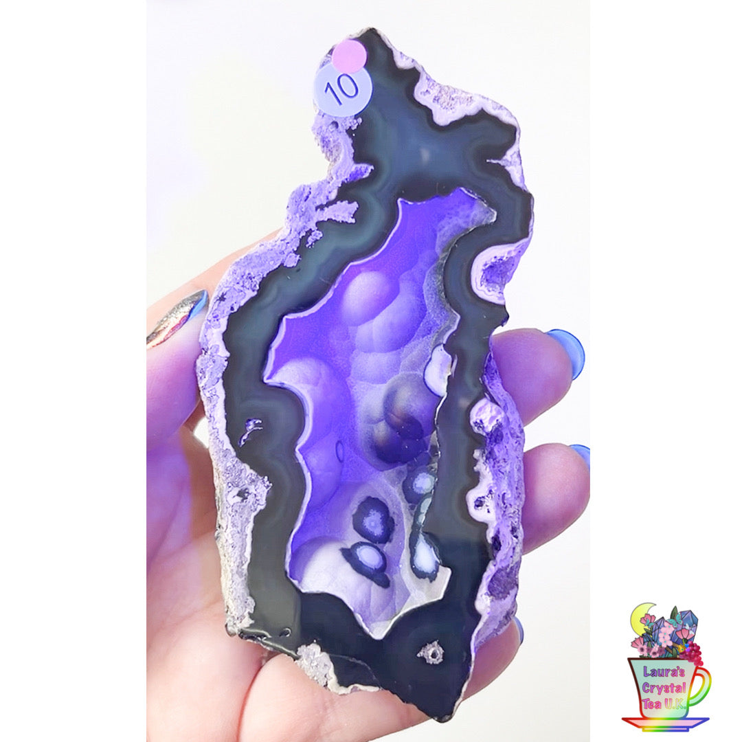 Fossilised Agatised Coral 🪸 10a Large Single Limited Edition From Florida, USA 🇺🇸 Green UV