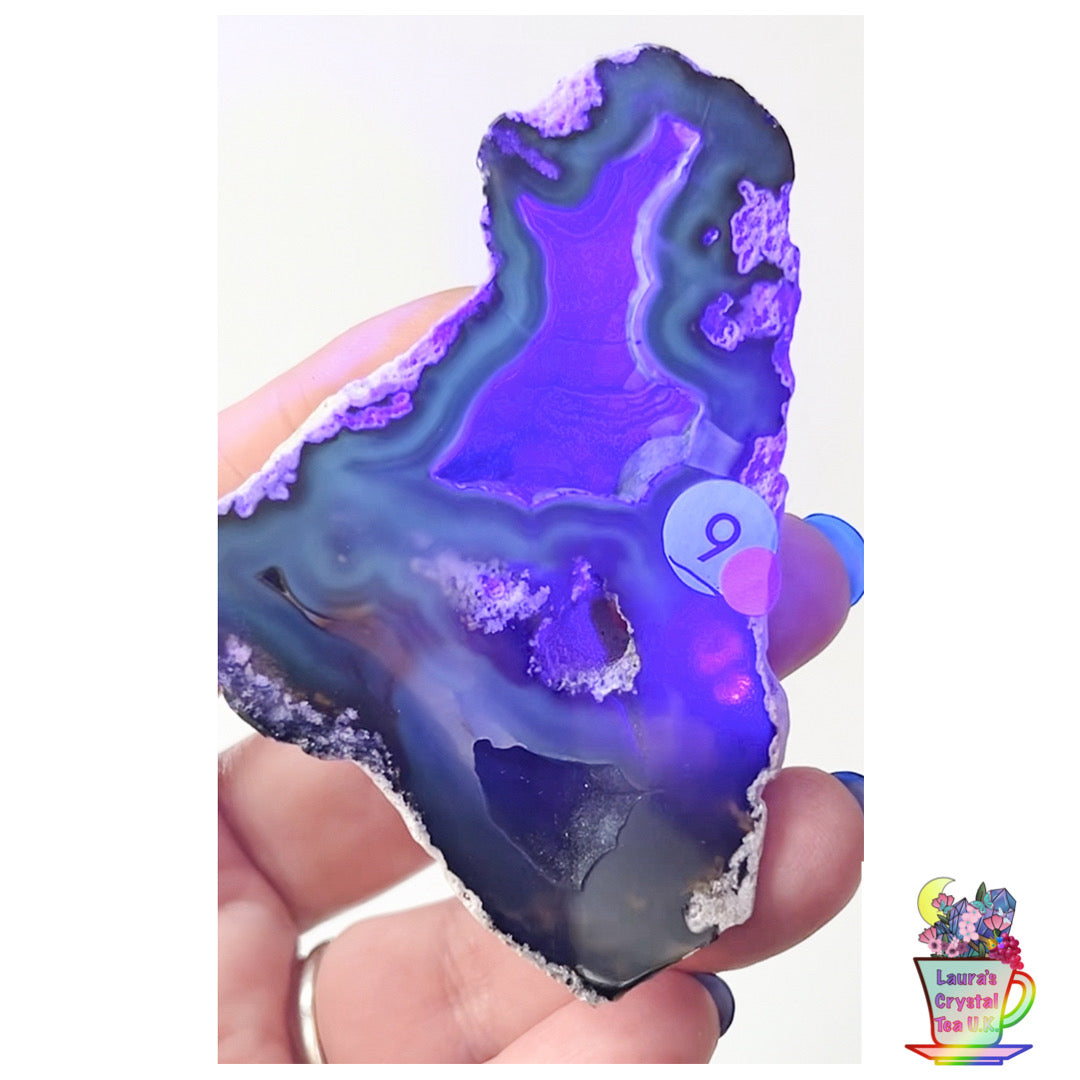 Fossilised Agatised Coral 🪸 9a Large Single Limited Edition From Florida, USA 🇺🇸 Green UV