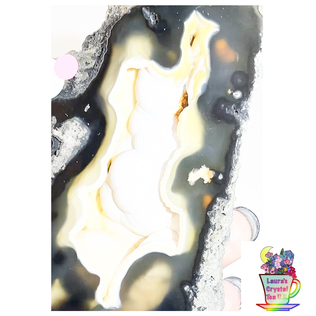 Fossilised Agatised Coral 🪸 5a Large Single Limited Edition From Florida, USA 🇺🇸 Green UV