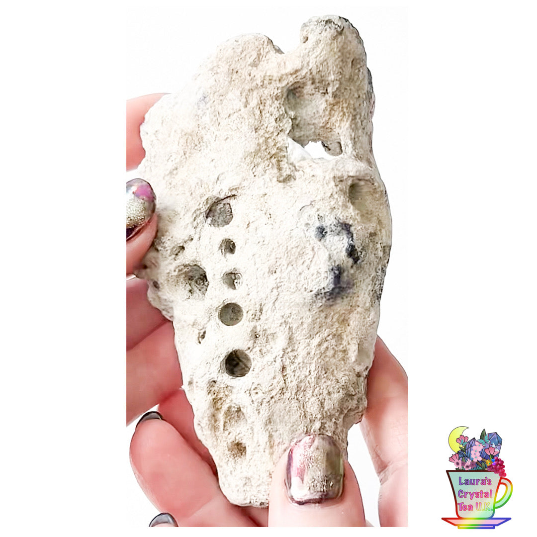 Fossilised Agatised Coral 🪸 6a Large Single Limited Edition From Florida, USA 🇺🇸 Green UV