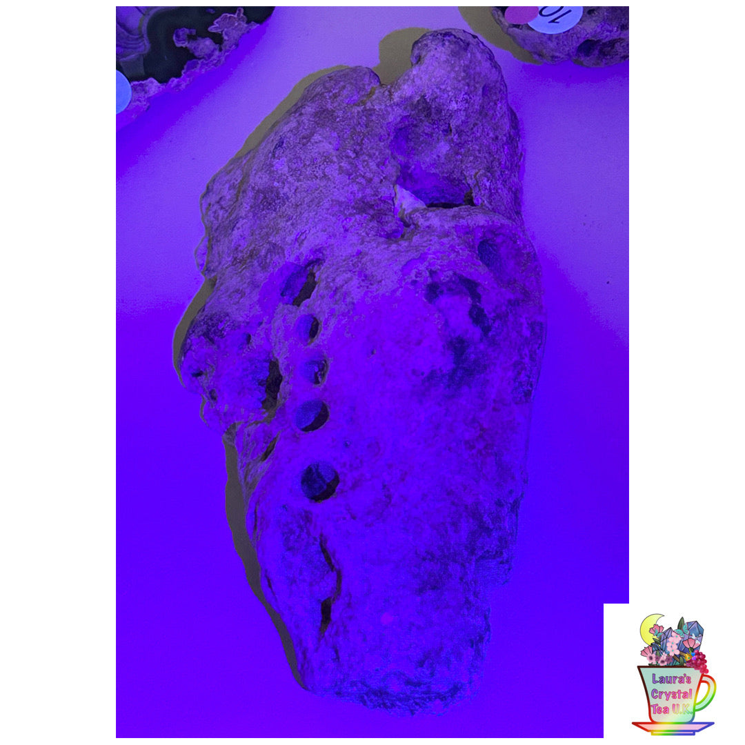 Fossilised Agatised Coral 🪸 6a Large Single Limited Edition From Florida, USA 🇺🇸 Green UV