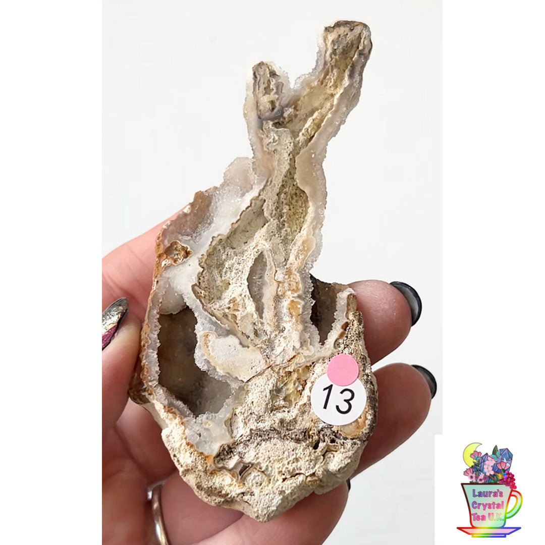 Fossilised Agatised Coral 🪸 13a Medium Single Limited Edition From Florida, USA 🇺🇸 Green UV