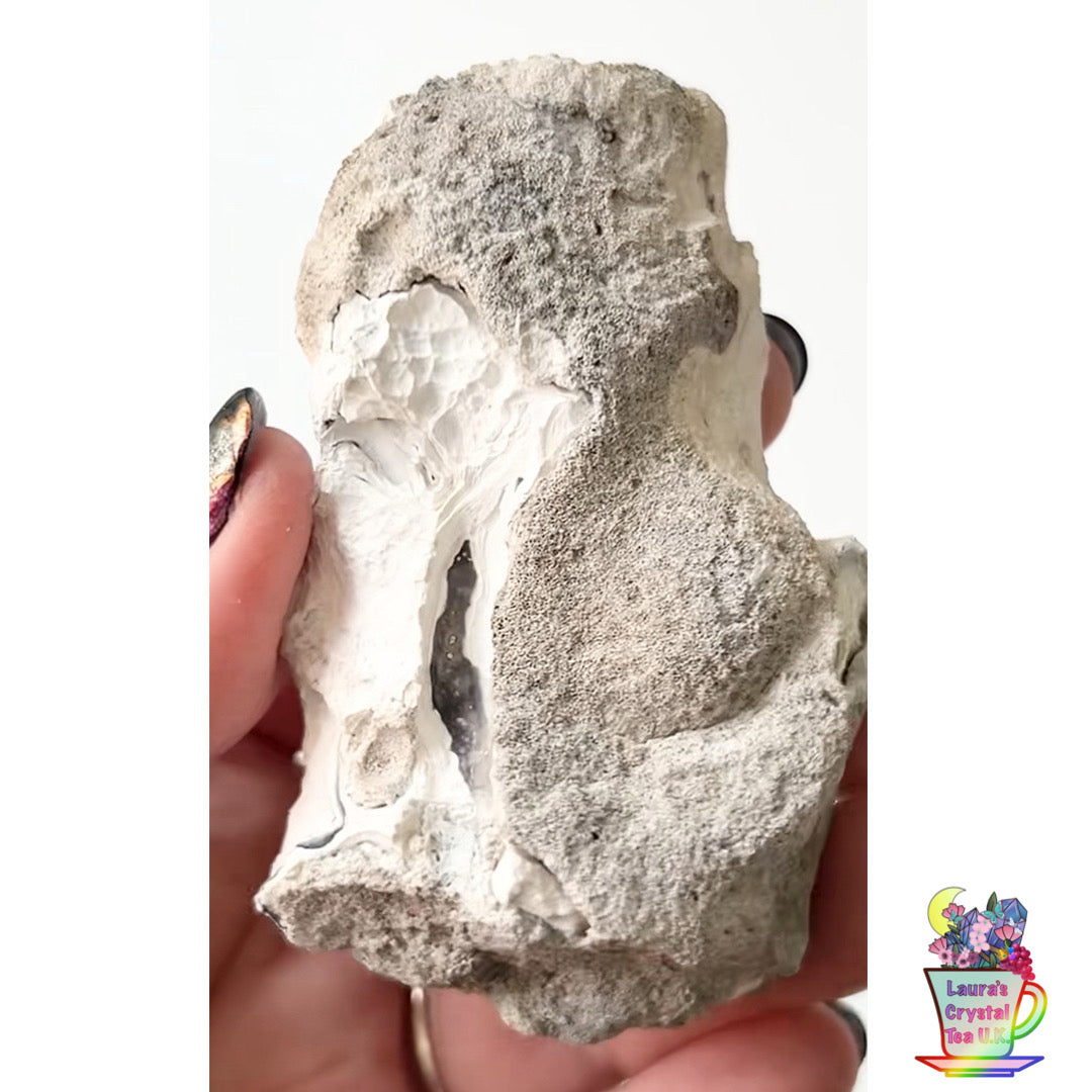 Fossilised Agatised Coral 🪸 11a Large Single Limited Edition From Florida, USA 🇺🇸 Green UV