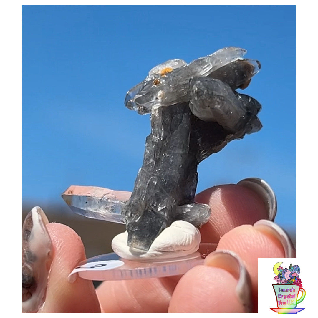 Black Vera Cruz from Piedra Parada, Veracruz, Mexico 🇲🇽 #3 - Small