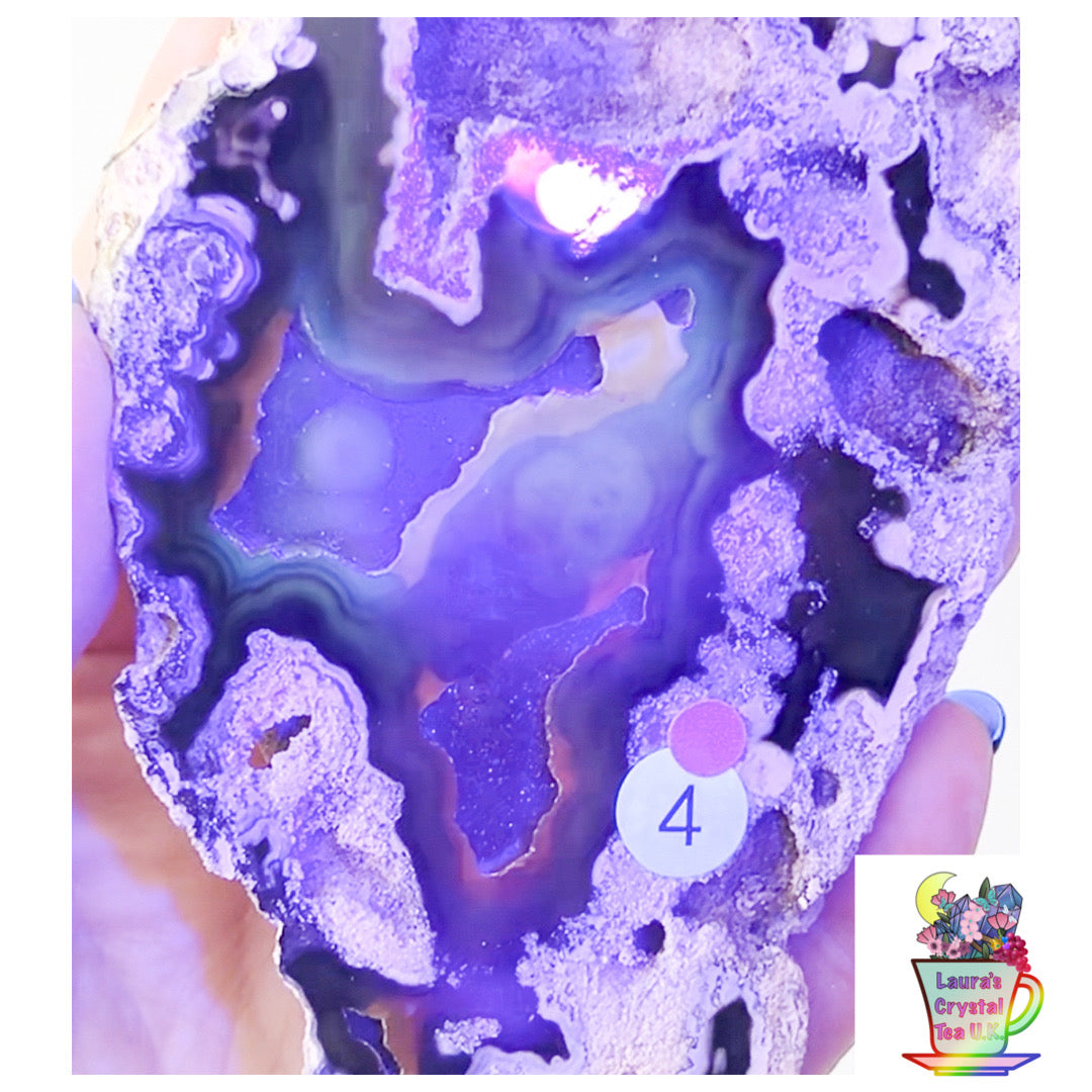 Fossilised Agatised Coral 🪸 4a Large Single Limited Edition From Florida, USA 🇺🇸 Green UV