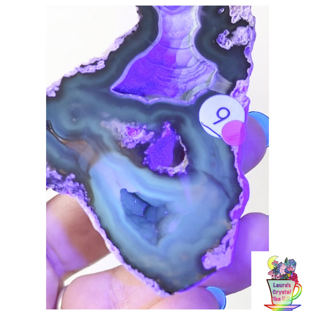 Fossilised Agatised Coral 🪸 9a Large Single Limited Edition From Florida, USA 🇺🇸 Green UV