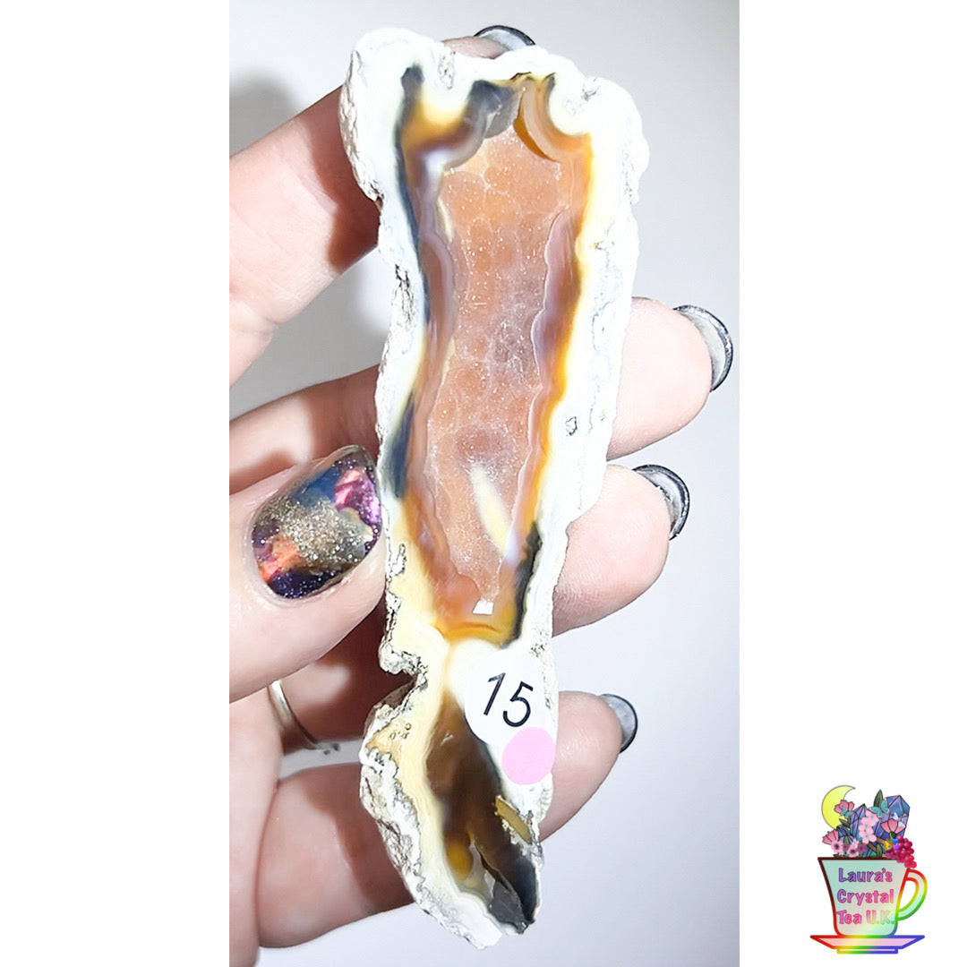 Fossilised Agatised Coral 🪸 15a Small Single Limited Edition From Florida, USA 🇺🇸 Green UV